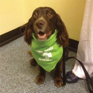 Bandanas – Green/Large (Supplied As 25 Bandanas)