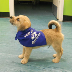 Bandanas – Blue/Large (Supplied As 25 Bandanas)