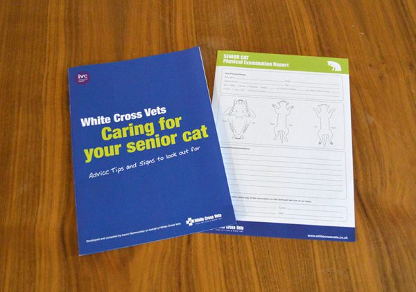 Senior Cat 1