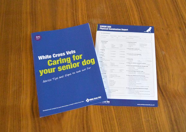 Senior Dog 1